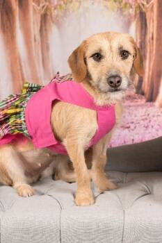 Chicka (now Willow) -  Terrier Dog for Adoption in Gilbert, Arizona - Chicka (now Willow) | PetCurious
