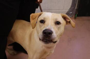 Rescue Mixed Breed Dogs for Adoption in Columbia, South Carolina - GIBBS | PetCurious