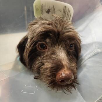 Bennie -  Mixed Breed Dog for Adoption in Bismarck, North Dakota - Bennie | PetCurious