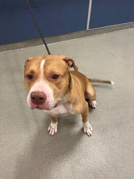 BANE -  American Bulldog Dog for Adoption in Doral, Florida - BANE | PetCurious