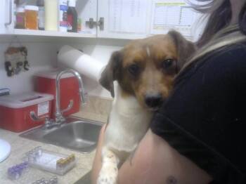 Dachshund and Mixed Breed Dogs Available for Adoption - MIKE D | PetCurious