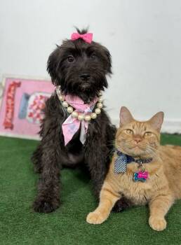 Bubba-One of our Amazing Rescue Dogs -  Havanese and Schnoodle Dog for Adoption in Carlsbad, California - Bubba-One Of Our Amazing Rescue Dogs | PetCurious