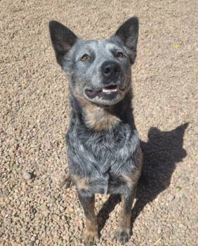Melon -  Australian Cattle Dog Blue Heeler Dog for Adoption in Canon City, Colorado - Melon | PetCurious