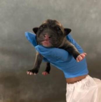 Mixed Breed Dogs Available for Adoption in West Chester, Pennsylvania - Wailuku | PetCurious