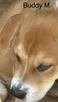 Buddy -  Labrador Retriever and Mixed Breed Dog for Adoption in Parma, Ohio - Buddy | PetCurious