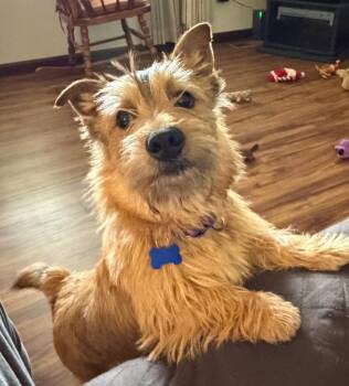 Cairn Terrier Dogs Available for Adoption in Columbia, Illinois - Stewie | PetCurious