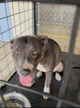 Shrimp Tempura -  Pit Bull Terrier Dog Available for Adoption in Belton, Texas - Shrimp Tempura | PetCurious