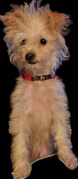 Chihuahua and Terrier Dogs Available for Adoption - Nyla | PetCurious