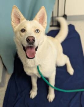 Alby -  Siberian Husky and Labrador Retriever Dog Available for Adoption in Salt Lake City, Utah - Alby | PetCurious