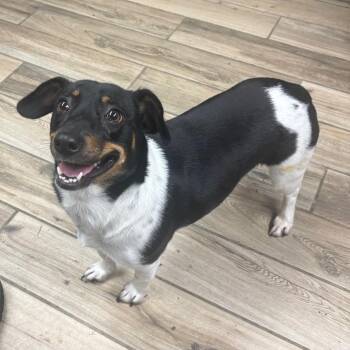 Kasey -  Mixed Breed Dog for Adoption in Henderson, Kentucky - Kasey | PetCurious