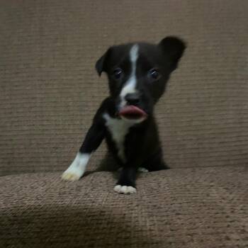 Mozzarella -  Shepherd and Pit Bull Terrier Dog for Adoption in East St. Louis, Illinois - Mozzarella | PetCurious