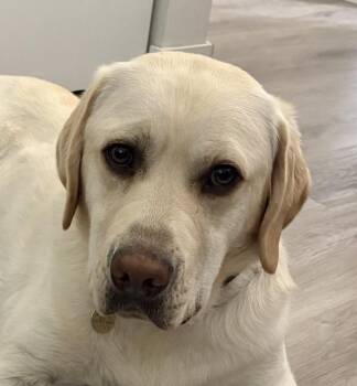 Labrador Retriever Dogs Available for Adoption - Ziv | PetCurious