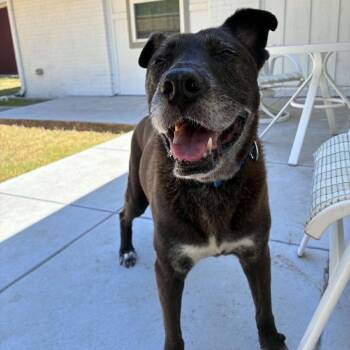 Janet -  Black Labrador Retriever Dog for Adoption in Dallas, Texas - Janet | PetCurious
