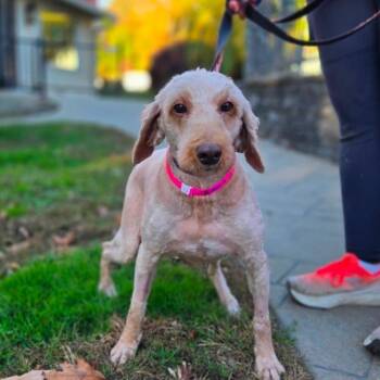 CT Kimmie avail Oct 24 (Scarecrow Festival- Somer, CT) -  Goldendoodle Dog for Adoption in Eastford, Connecticut - CT Kimmie Avail Oct 24 (Scarecrow Festival- Somer, CT) | PetCurious