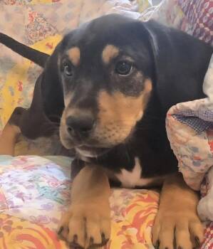 Mixed Breed Dogs Available for Adoption - Bug | PetCurious