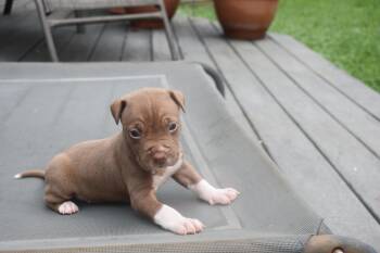 Azalea- mama petunias litter -  Pit Bull Terrier Dog for Adoption in Carmel Hamlet, New York - Azalea- Mama Petunias Litter | PetCurious