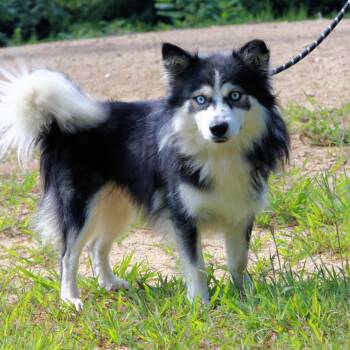 CT Ghost -  Pomeranian and Husky Dog for Adoption in Eastford, Connecticut - CT Ghost | PetCurious