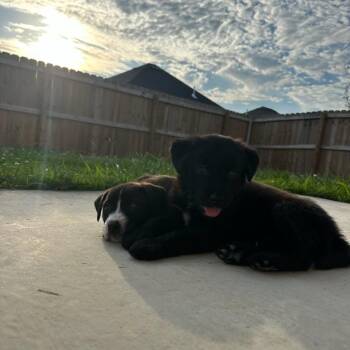 Toby -  Shepherd and Mixed Breed Dog for Adoption in Fayetteville, Arkansas - Toby | PetCurious