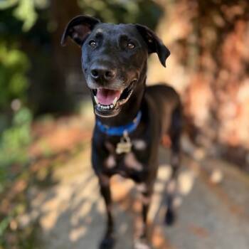 Rescue Mixed Breed and Belgian Shepherd Malinois Dogs for Adoption in Bellingham, Washington - Stewart | PetCurious