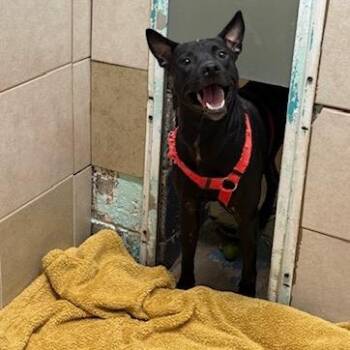 Lucien -  Mixed Breed and Australian Kelpie Dog for Adoption in Honesdale, Pennsylvania - Lucien | PetCurious