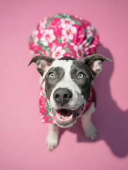 Emmie- ADOPT Me -  Pit Bull Terrier Dog for Adoption in Redondo Beach, California - Emmie- ADOPT Me | PetCurious