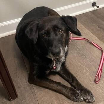 Black Labrador Retriever Dogs Available for Adoption in Huntsville, Alabama - Bella | PetCurious