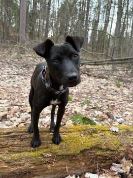 Rhonda -  Mixed Breed Dog Available for Adoption in Ajax, Ontario - Rhonda | PetCurious
