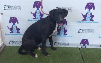 Labrador Retriever and Mixed Breed Dogs Available for Adoption - PEPPY | PetCurious