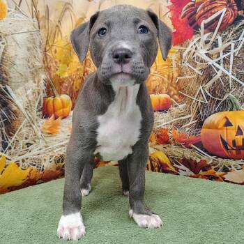 Rescue Pit Bull Terrier and Labrador Retriever Dogs for Adoption in Griswold, Connecticut - Miranda | PetCurious