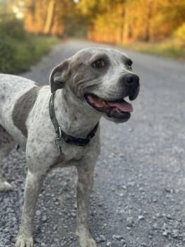 Rescue Bulldog Dogs for Adoption in Fort Payne, Alabama - Darla | PetCurious