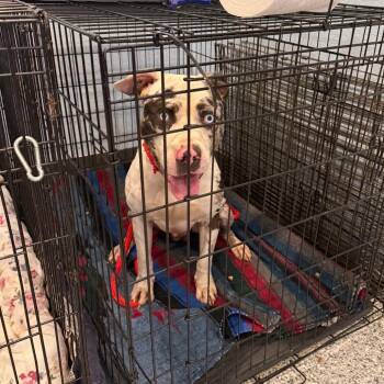 0920-D26 -  Mixed Breed Dog for Adoption in Port Charlotte, Florida - 0920-D26 | PetCurious