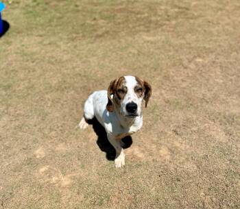 Basset Hound Dogs Available for Adoption in Chattanooga, Tennessee - Orbitz | PetCurious