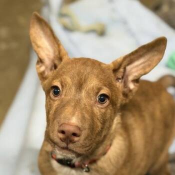 Johnny Cash -  Pit Bull Terrier Dog for Adoption in Sacramento, California - Johnny Cash | PetCurious