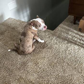 Rescue American Bully Dogs for Adoption in Brownstown, Indiana - Arya | PetCurious