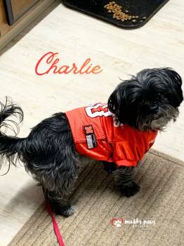 Shih Tzu and Yorkshire Terrier Dogs Available for Adoption in Council Bluffs, Iowa - Charlie | PetCurious