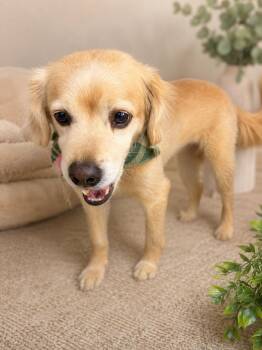 Stitch -  Chihuahua and Terrier Dog for Adoption in Coachella, California - Stitch | PetCurious