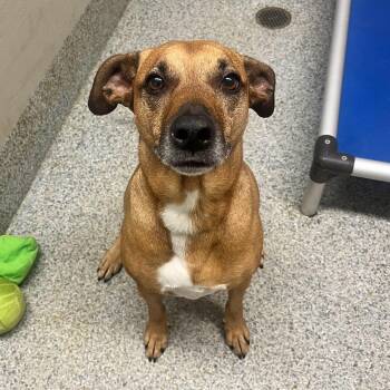 Rescue Hound Dogs for Adoption in Manassas, Virginia - Aurora (ID#48861/3542) | PetCurious