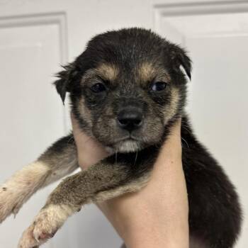 Mixed Breed Dogs Available for Adoption in Columbia, South Carolina - Weggie | PetCurious