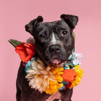 Snowdrop -  Pit Bull Terrier and Mixed Breed Dog Available for Adoption in Atlanta, Georgia - Snowdrop | PetCurious