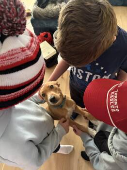 Rescue Labrador Retriever Dogs for Adoption - Johnny | PetCurious