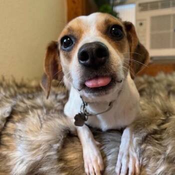 Jack the Jolliest Gentleman -  Chihuahua and Jack Russell Terrier Dog for Adoption in Friendswood, Texas - Jack The Jolliest Gentleman | PetCurious