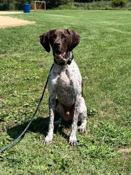 German Shorthaired Pointer Dogs Available for Adoption in Alexandria, Virginia - Toro | PetCurious