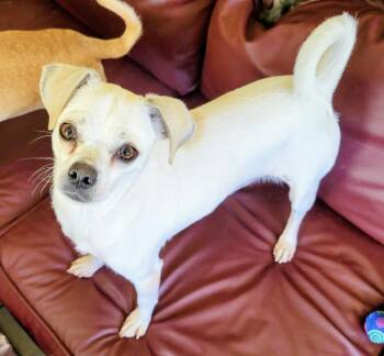 Chihuahua Dogs Available for Adoption - Lucy | PetCurious
