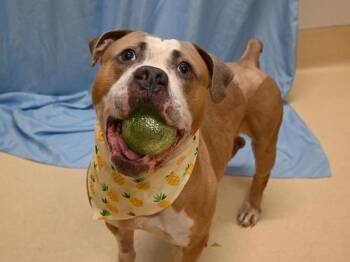 Pit Bull Terrier Dogs Available for Adoption - Anakin | PetCurious