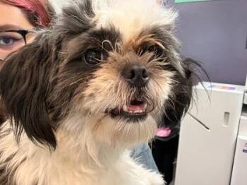Sarah -  Mixed Breed Dog for Adoption in Memphis, Tennessee - Sarah | PetCurious