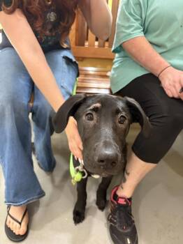 Rue -  Great Dane and Labrador Retriever Dog for Adoption in Lawrenceburg, Tennessee - Rue | PetCurious