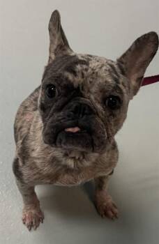 CUPCAKE -  French Bulldog Dog for Adoption in St. Cloud, Florida - CUPCAKE | PetCurious