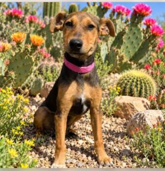 Ashley (Olsen) -  German Shepherd Dog Dog for Adoption in Rollingwood, Texas - Ashley (Olsen) | PetCurious