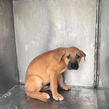 Mixed Breed Dogs Available for Adoption in Springtown, Texas - CSAS-Stray-845 | PetCurious