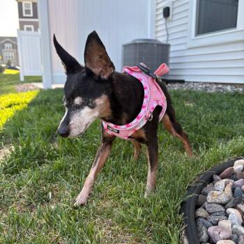 Willow D11370 -  Miniature Pinscher and Chihuahua Dog for Adoption - Willow D11370 | PetCurious